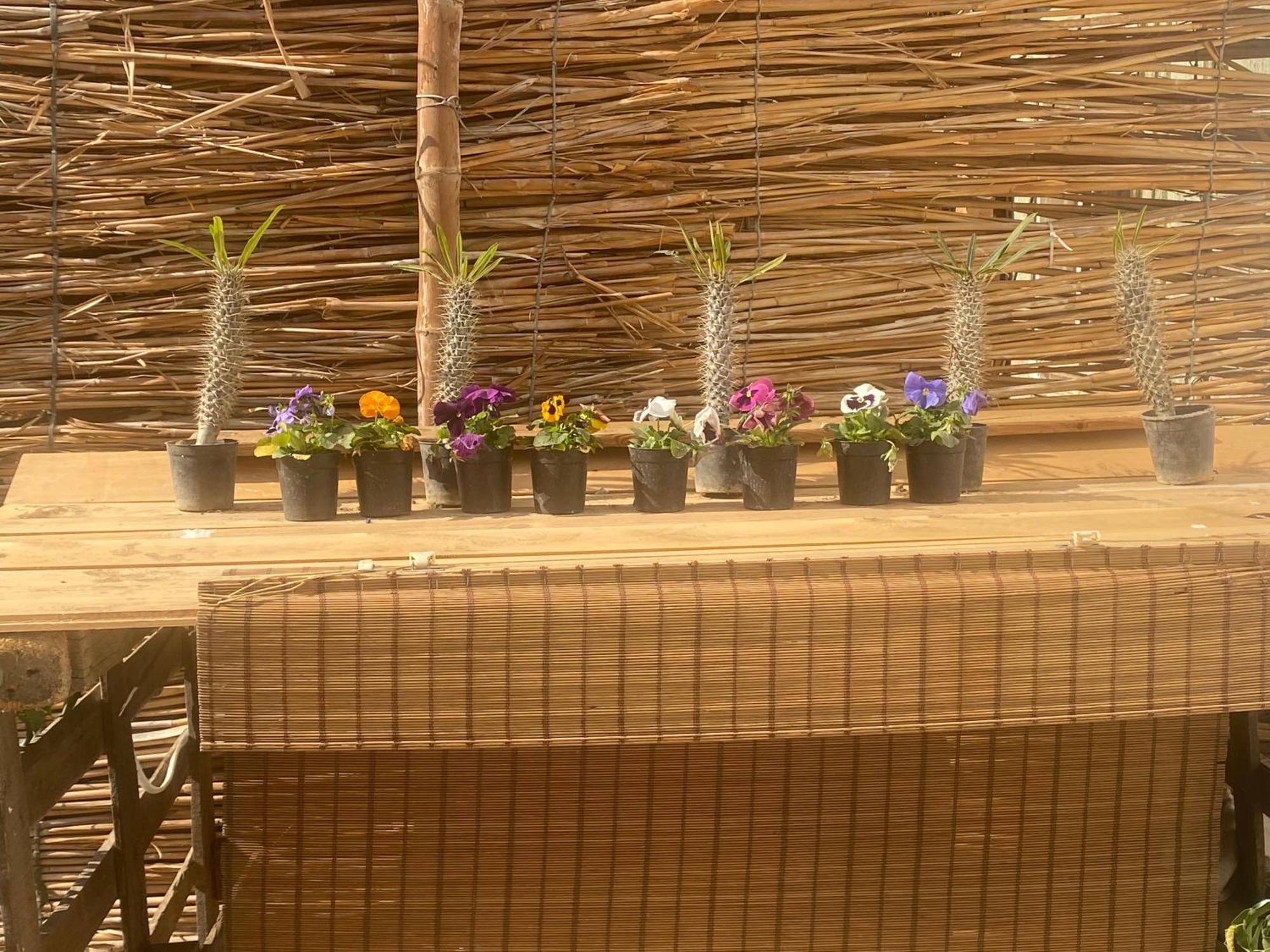 Airport Rooftop Club Luxurious Rooms And Studios القاهرة المظهر الخارجي الصورة